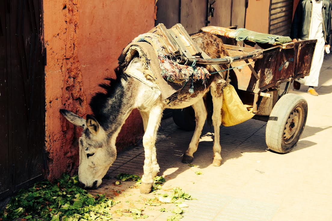 1Fabi_Marrakech_Ane.jpg